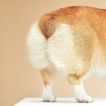 Anal Gland Expression