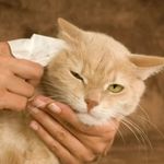 Ear cleaning / plucking