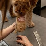 Full Grooming Service