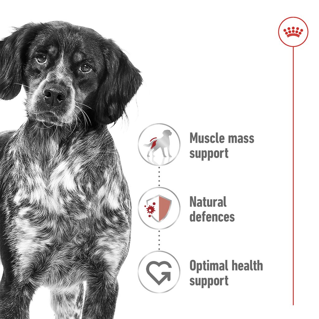 Royal Canin Medium Adult Loaf Wet Dog Food 410g 3