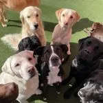 Daycare-Half Day-Dog