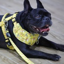 Bud & Billy Dog Strong & Durable Leash - Lightweight, 1.8 Meters (XS-L) Dune Desert Collection, Striking Yellow