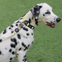 Bud & Billy Dog Collar (XXS-XL) - Flamingo Collection, Yellow & White Stripes