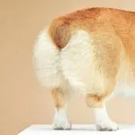 Anal Gland Expression