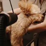 Shower & Blow Dry - dog