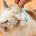 Teeth Brushing