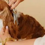 Hygiene trim / shave