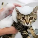 Medicated Bath/ Hypoallergenic bath add on