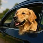 Pickup/Drop off 3kms